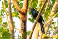 Male Asian Koel perching and singing on a Bo tree perch Royalty Free Stock Photo
