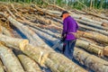 Worker cutting the trees Royalty Free Stock Photo