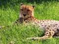 Male Asiatic Cheetah Acinonyx jubatus venaticus resting on the