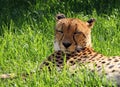 Male Asiatic Cheetah Acinonyx jubatus venaticus resting on the