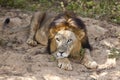 Male asiatic lion.