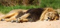 Male Asiatic lion dozing at Chester Zoo