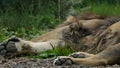 Male Asiatic Lion underbelly and paws lying down. Royalty Free Stock Photo