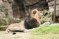 Male Asiatic lion (Panthera leo persica) Royalty Free Stock Photo