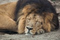 Male Asiatic lion (Panthera leo persica). Royalty Free Stock Photo