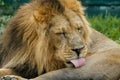 Male Asiatic Lion / Panthera leo persica cleaning his coat with toungue Royalty Free Stock Photo