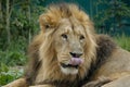 Male Asiatic Lion / Panthera leo persica with tongue out Royalty Free Stock Photo