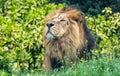 Male Asiatic lion (Panthera leo persica) Royalty Free Stock Photo