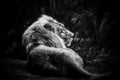 Male Asiatic Lion Portrait Royalty Free Stock Photo