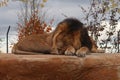 Male Asiatic lion resting on a rock. Its natural habitat is in India but due to human intervention it is now endangered. Royalty Free Stock Photo