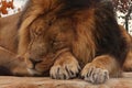 Male Asiatic lion resting on a rock. Its natural habitat is in India but due to human intervention it is now endangered. Royalty Free Stock Photo