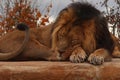 Male Asiatic lion resting on a rock. Its natural habitat is in India but due to human intervention it is now endangered. Royalty Free Stock Photo