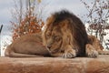 Male Asiatic lion resting on a rock. Its natural habitat is in India but due to human intervention it is now endangered. Royalty Free Stock Photo