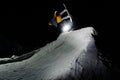 Male athlete jumping on snowboard, against the background of dark sky Royalty Free Stock Photo