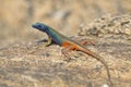 Male Augrabies Flat Lizard