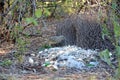 Male Australian Great Bowerbird decorating its bower