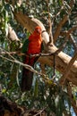 Male Australian King Parrot, Alisterus scapularis, perched on a tree branch, Kennett River, Victoria, Australia