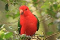 Australian King Parrot sitting on a tree