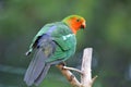 Male Australian king parrot sit on a tree