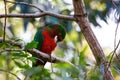 Male Australian king parrot (Alisterus scapularis) Royalty Free Stock Photo