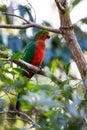 Male Australian king parrot (Alisterus scapularis) Royalty Free Stock Photo