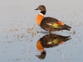 Male Australian Shelduck