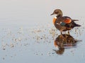 Male Australian Shelduck