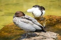 The male Australian wood duck (Chenonetta jubata)