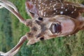 Male axis deer Royalty Free Stock Photo