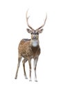 Male axis deer Royalty Free Stock Photo