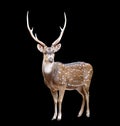 Male axis deer