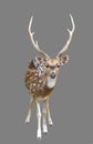 Male axis deer or chital Royalty Free Stock Photo