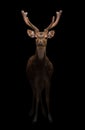 Male axis deer in the dark