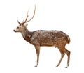 Male axis deer isolated Royalty Free Stock Photo