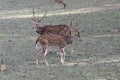 Male axis deer ready for fight Royalty Free Stock Photo