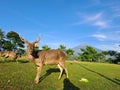 Male Axis Kuhlii, Bawean Deer, Brown Deer