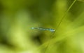 Male Azur damselfly Royalty Free Stock Photo
