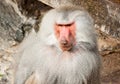 Male baboon