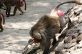 Male baboon coming down rock wall