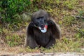 Male baboon eating things from the trash that human leave on the road