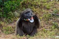 Male baboon eating things from the trash that human leave on the roads