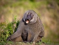 A male baboon with eyes closed in mid yawn