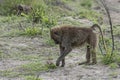 Baboons in Tanzania