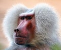 Male baboon looking angry