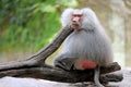 Male baboon