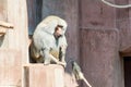 Male baboon monkey