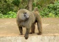 Male baboon at Serengeti National Park