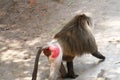 Male baboon showing typical red rears