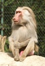 Male baboon sitting