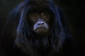 Male Baby Black Howler Monkey Royalty Free Stock Photo